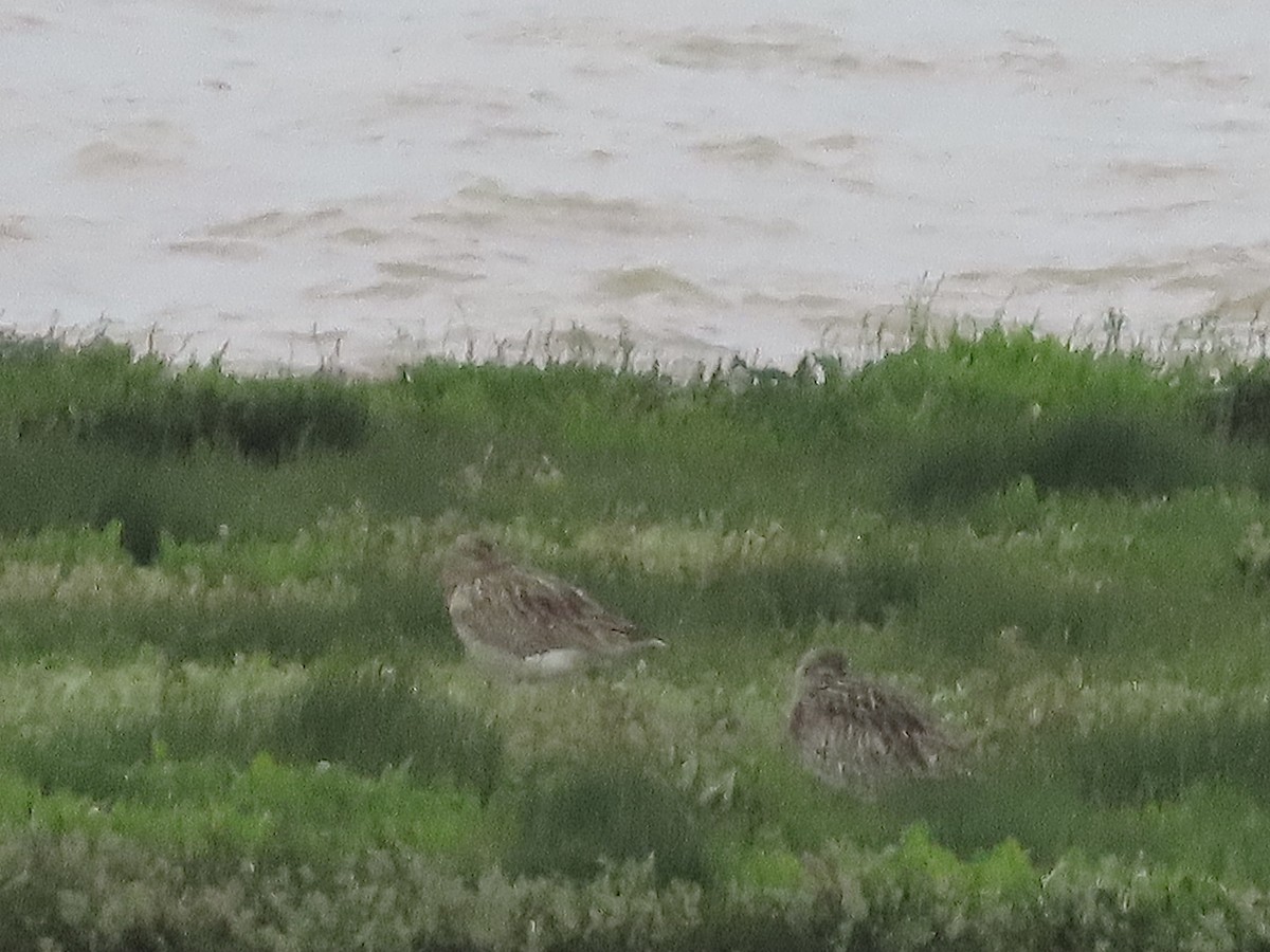 Eurasian Curlew - ML619449049