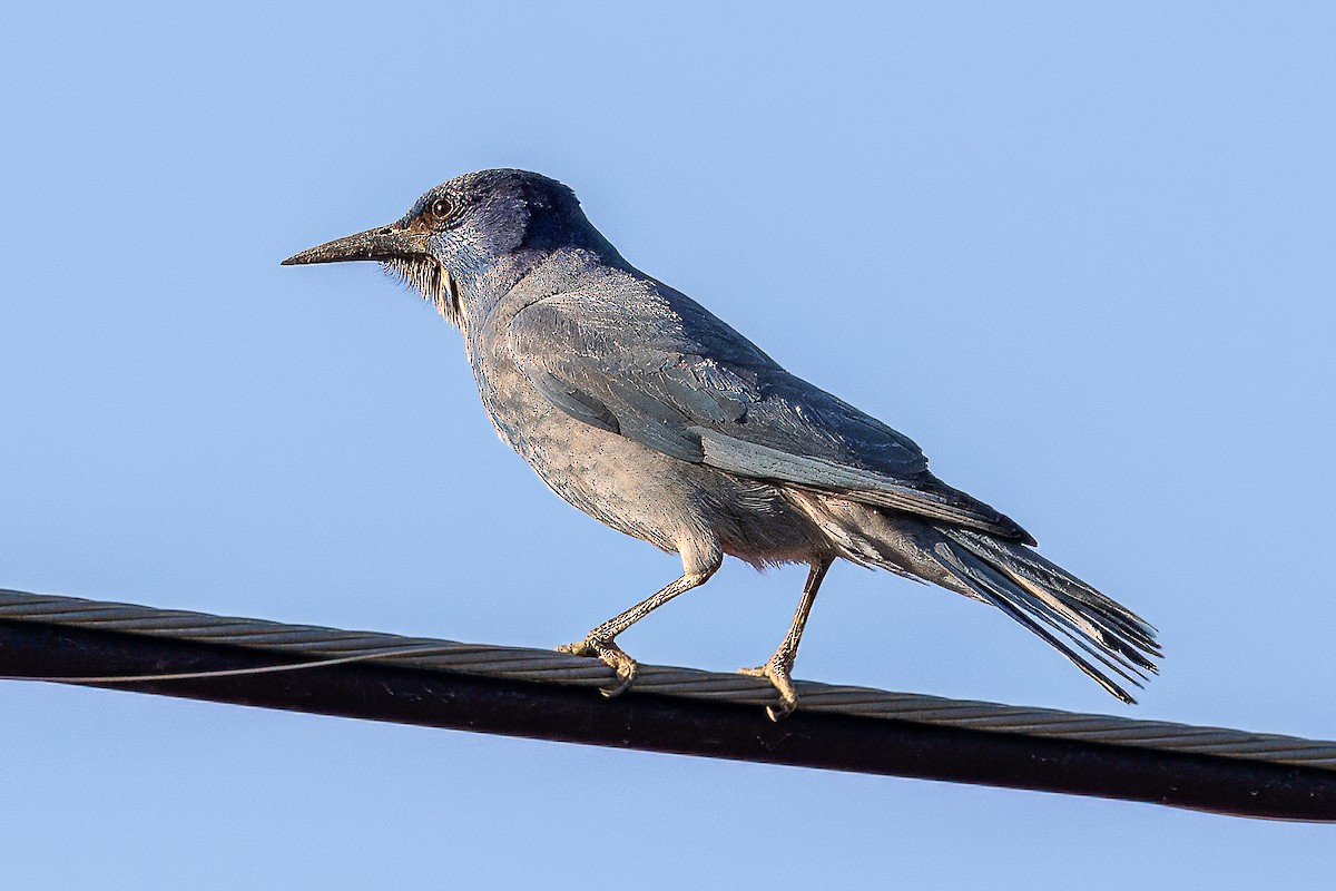 Pinyon Jay - Colin  Drummond