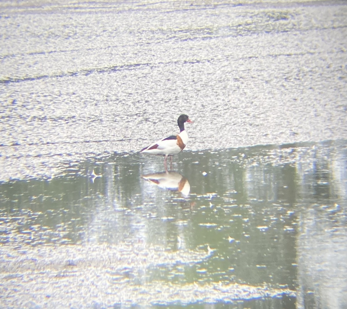 Common Shelduck - ML619449054