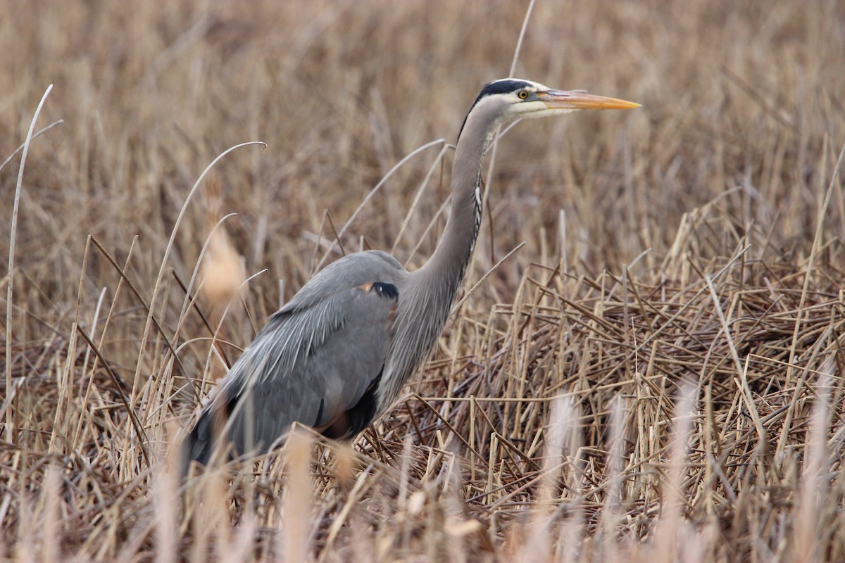 Great Blue Heron - Catherine Jackson