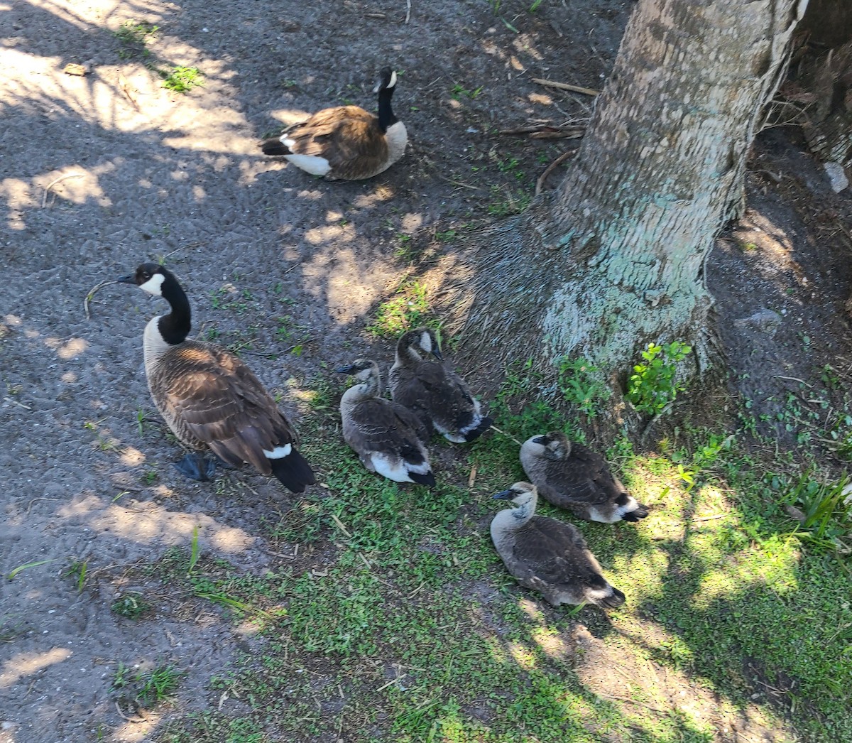 Canada Goose - Mary Harrell