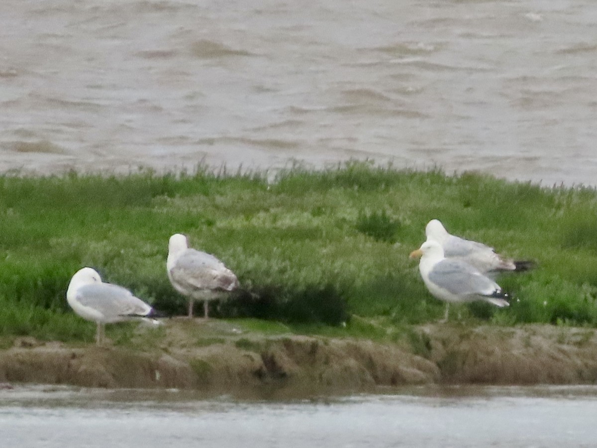 Herring Gull - ML619449076