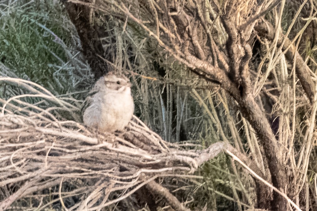 Brewer's Sparrow - Colin  Drummond