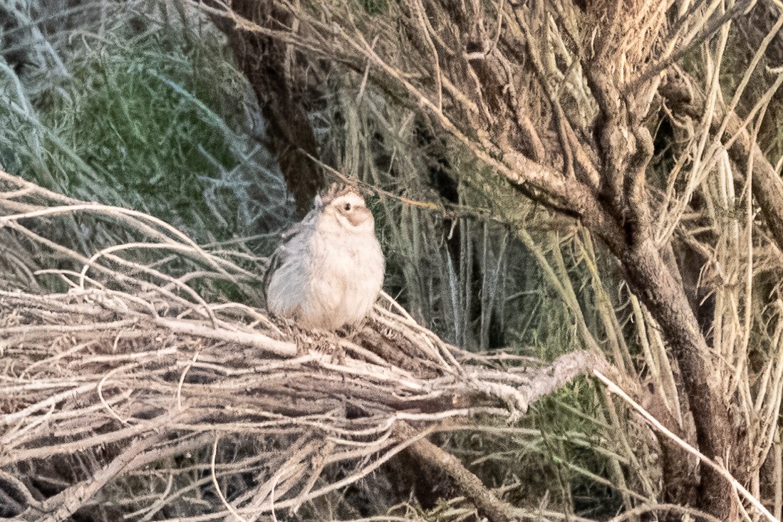 Brewer's Sparrow - Colin  Drummond