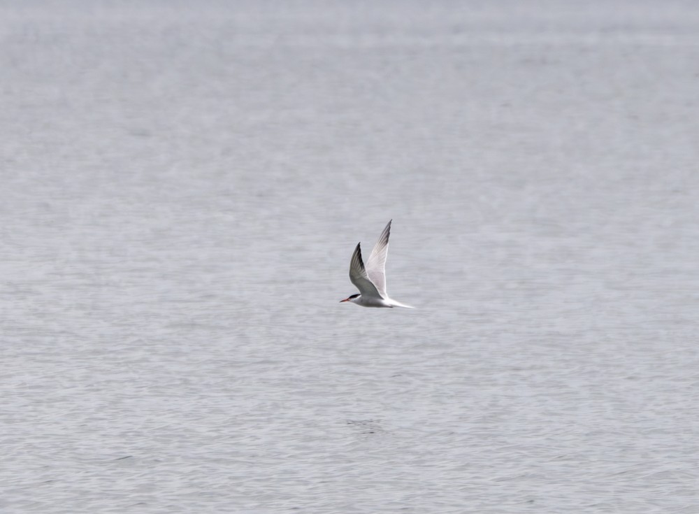 Common Tern - ML619449099