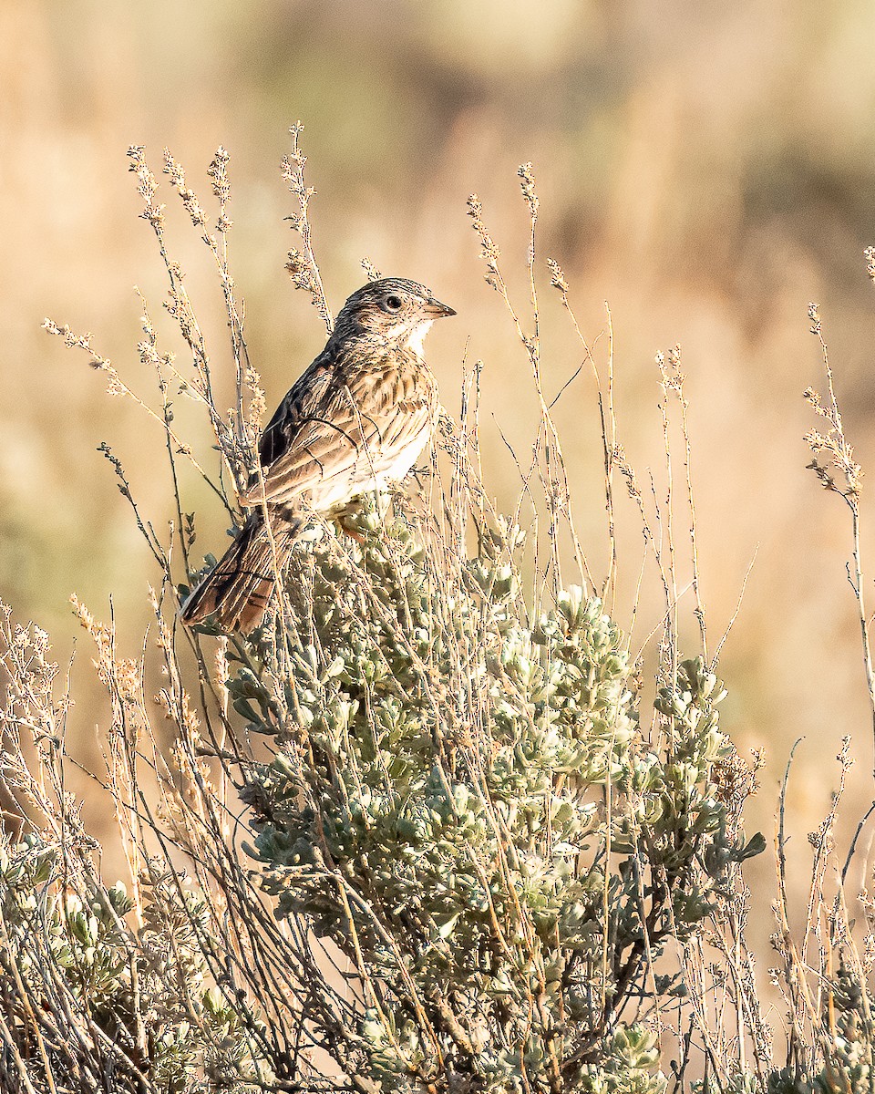 Vesper Sparrow - Colin  Drummond