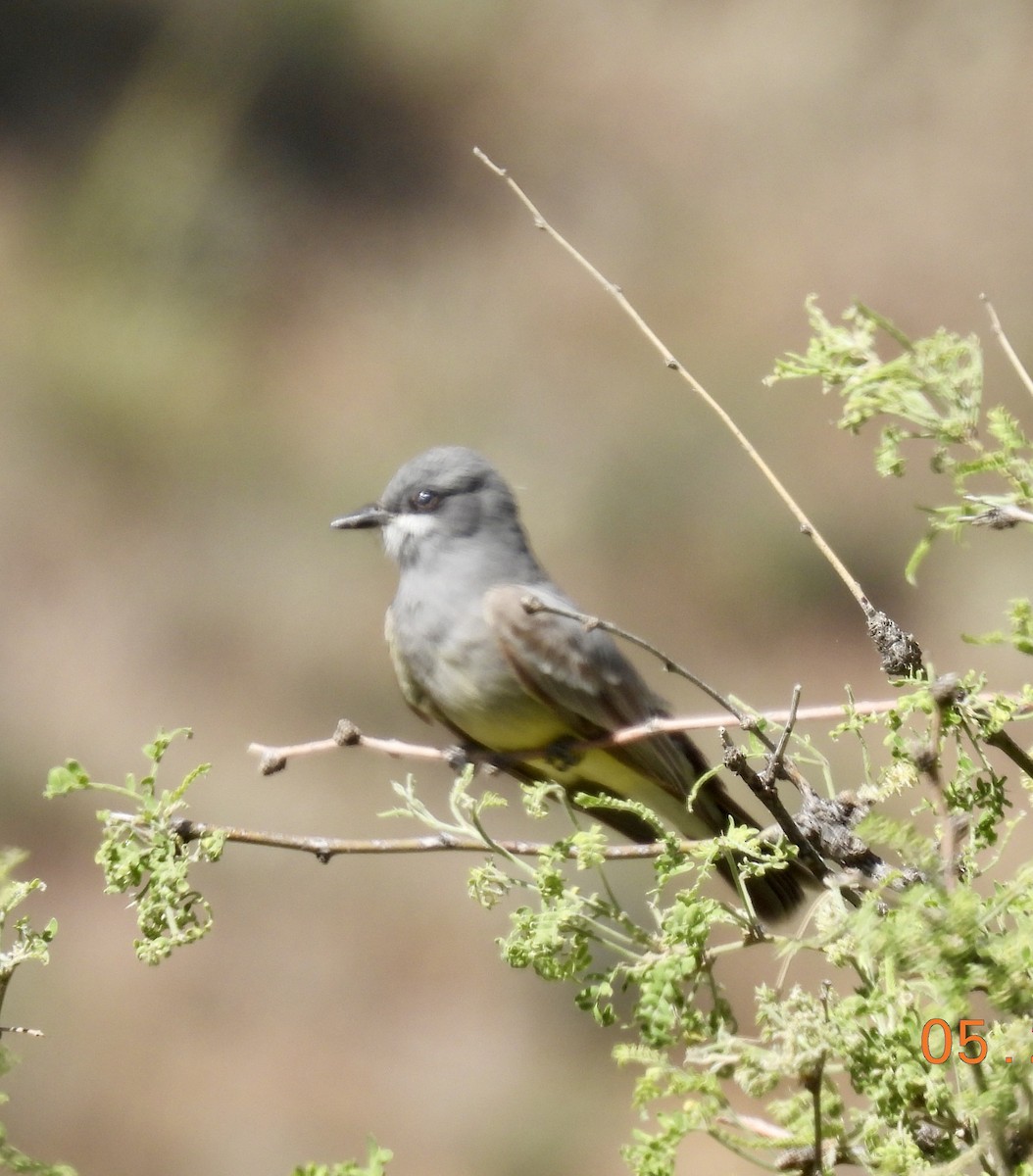 Cassin's Kingbird - joe faulkner