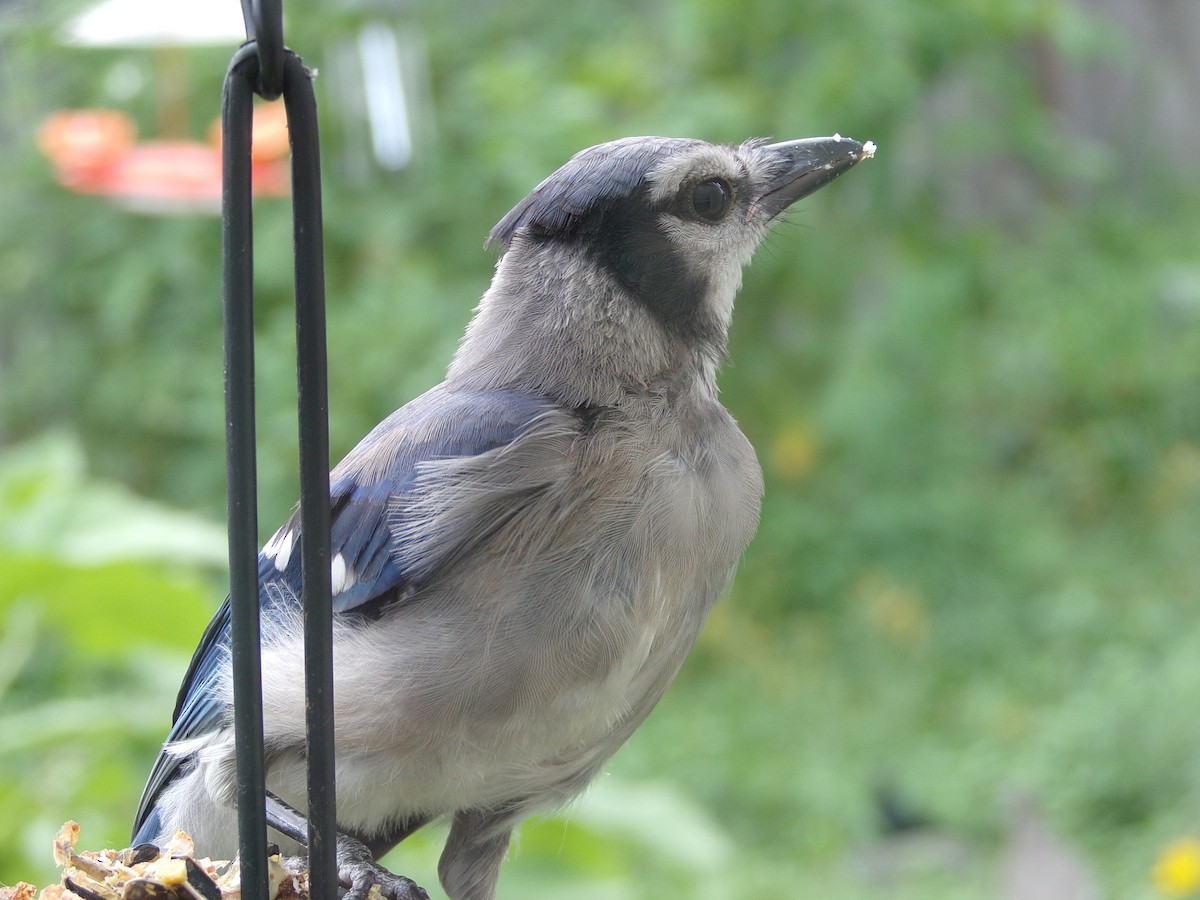 Blue Jay - Texas Bird Family