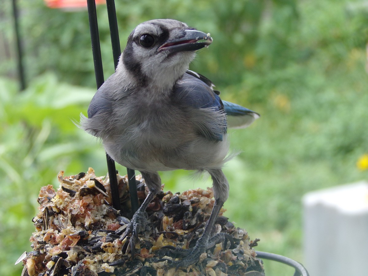 Blue Jay - Texas Bird Family