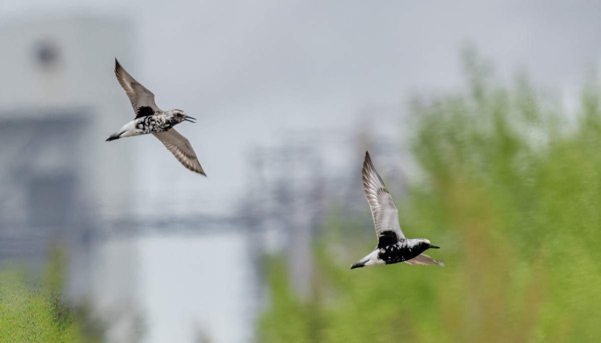 Black-bellied Plover - Jim Carroll