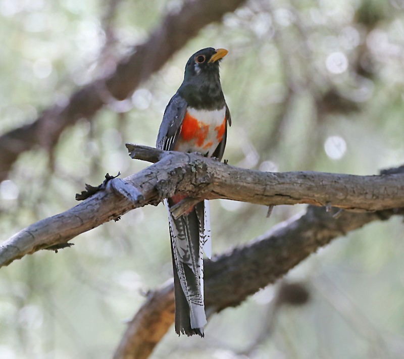 Coppery-tailed Trogon - ML619449137