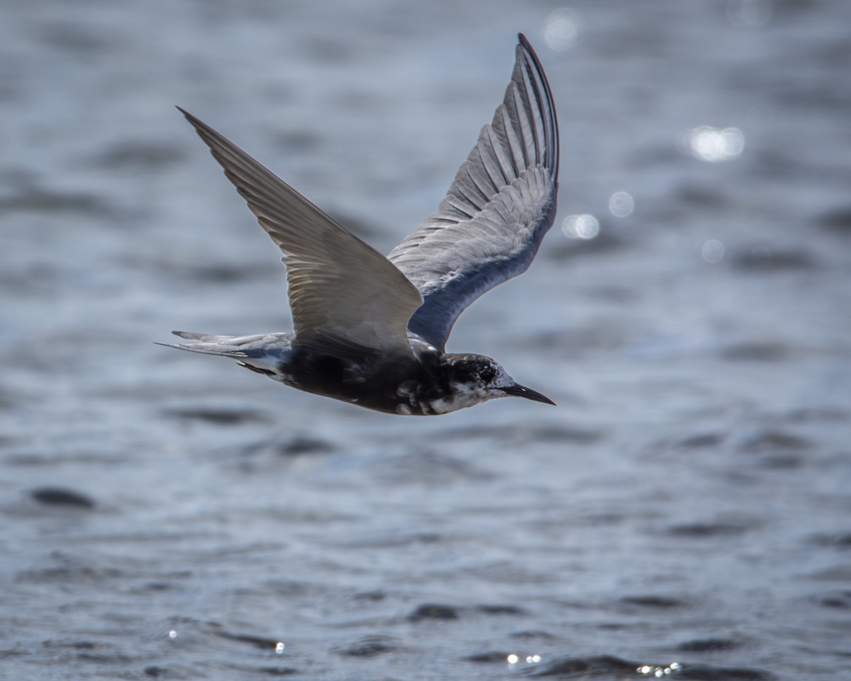 Black Tern - ML619449139