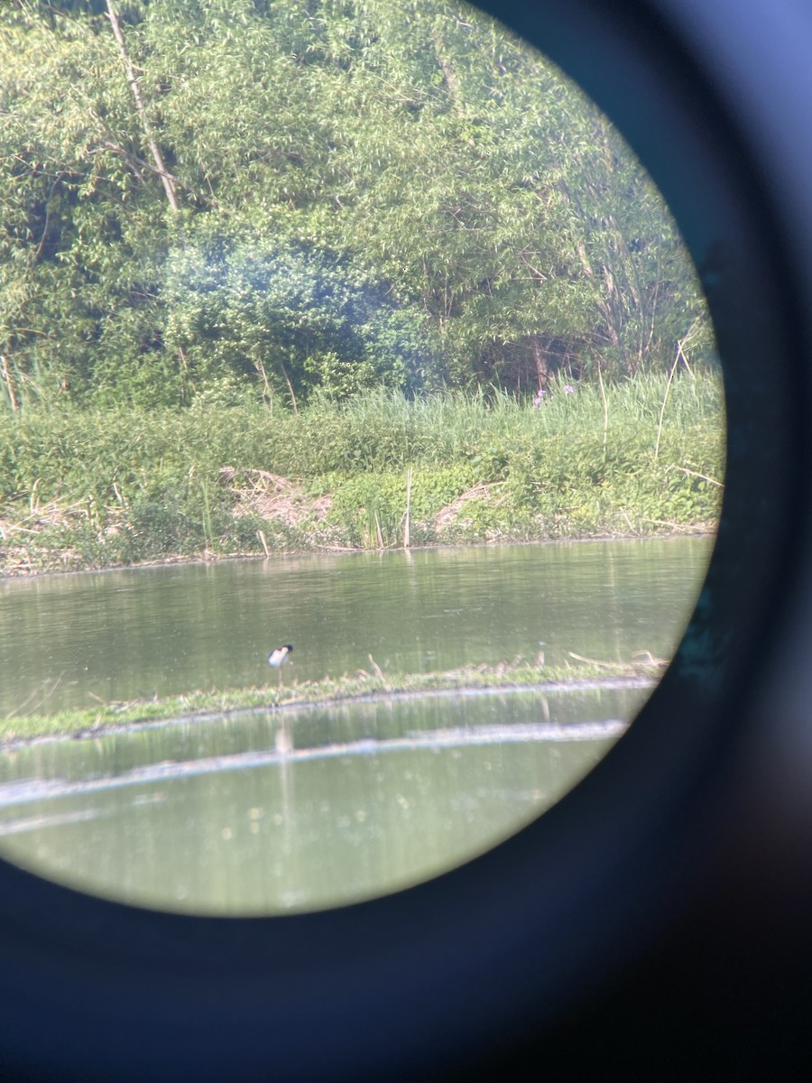 Black-necked Stilt - Kevin Zhong