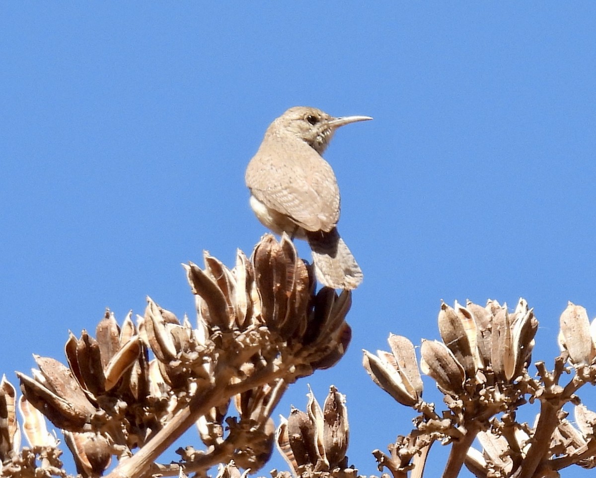 Rock Wren - joe faulkner