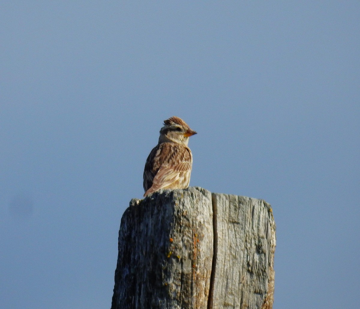 Rock Sparrow - Fernando T Rico