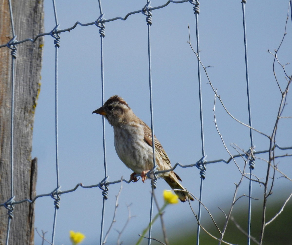 Rock Sparrow - Fernando T Rico