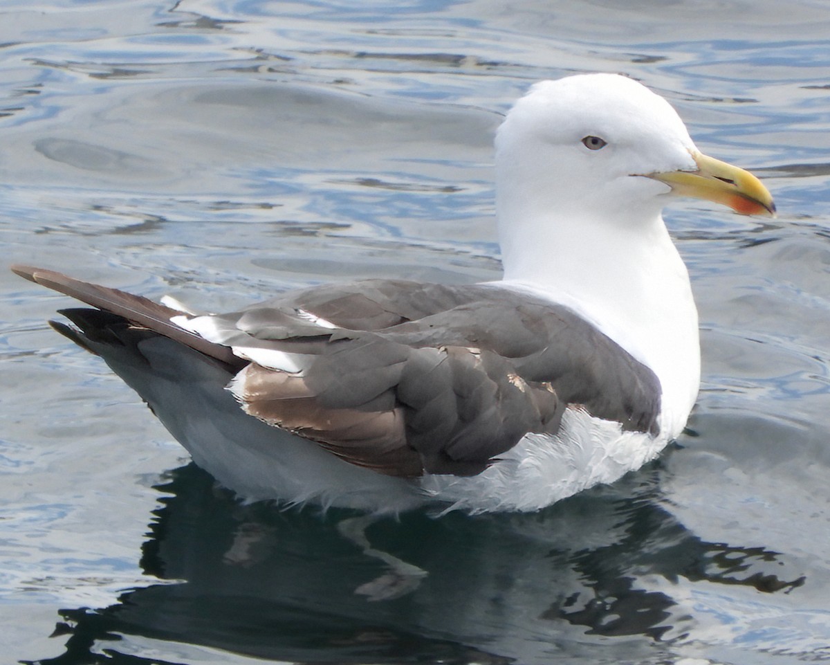 Kelp Gull - ML619449155