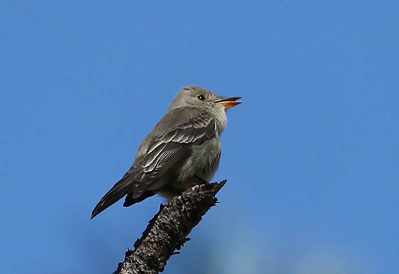 Western Wood-Pewee - ML619449157