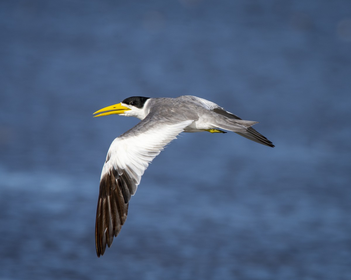 Large-billed Tern - Caio Osoegawa