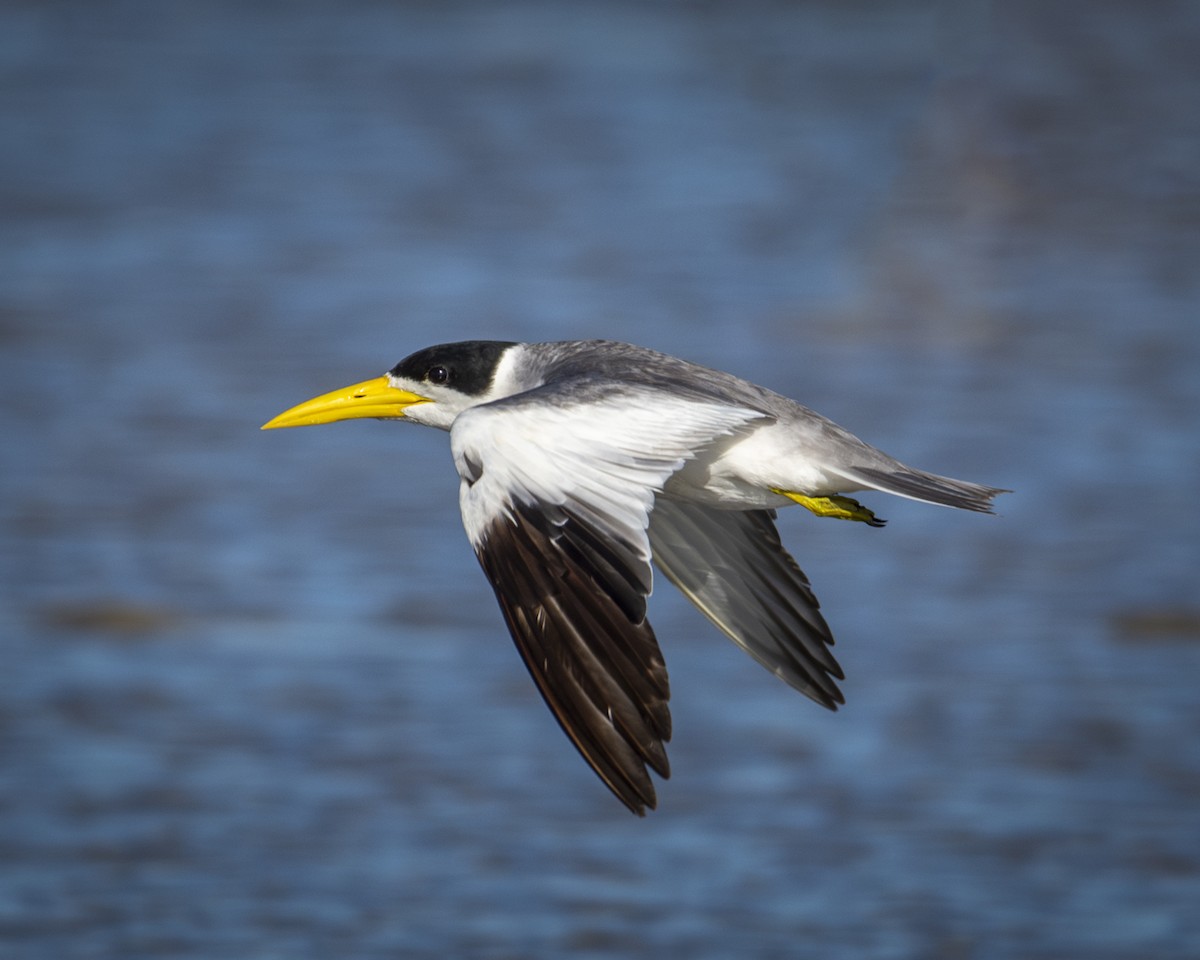 Large-billed Tern - ML619449161