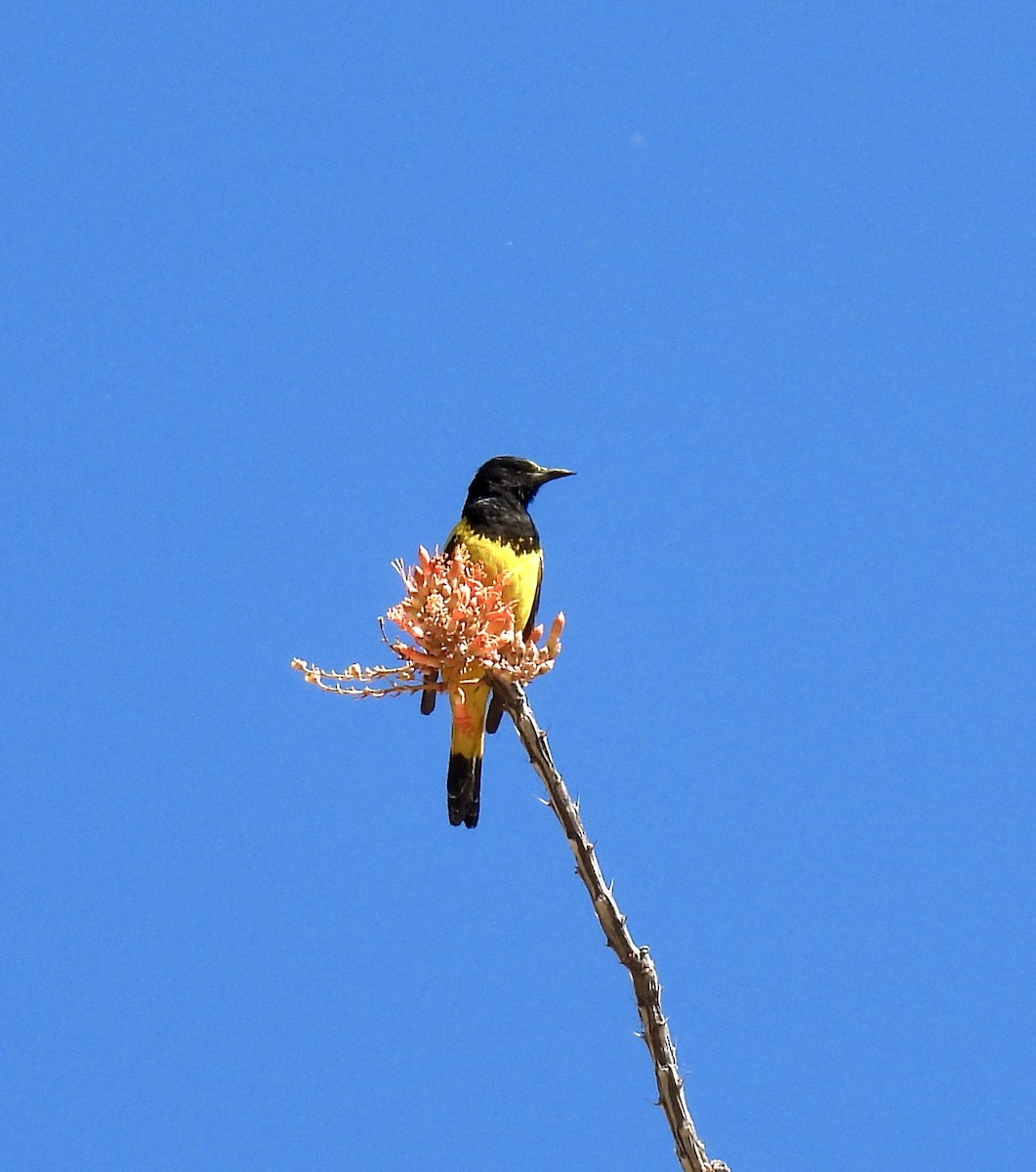 Oriole jaune-verdâtre - ML619449163