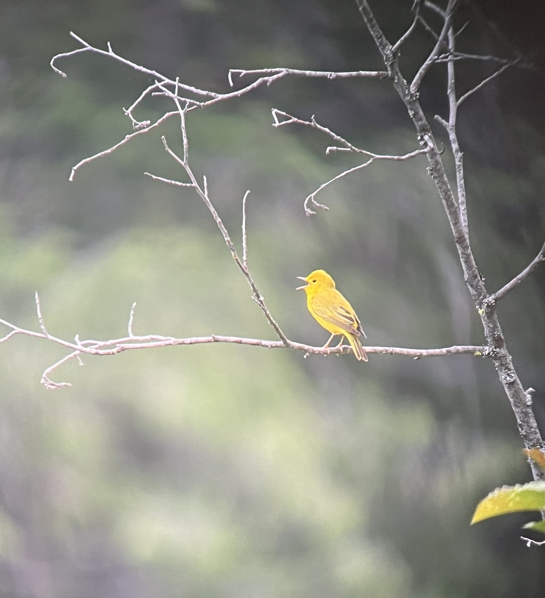 Yellow Warbler - Pam Cahn