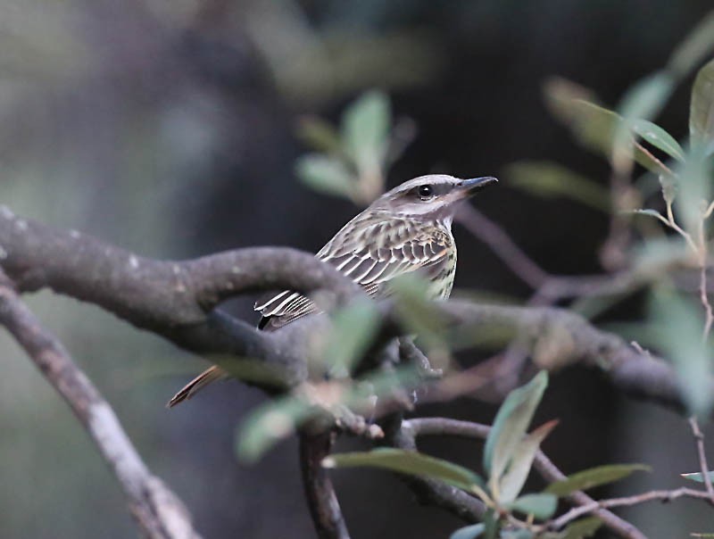 Sulphur-bellied Flycatcher - Michael Walther