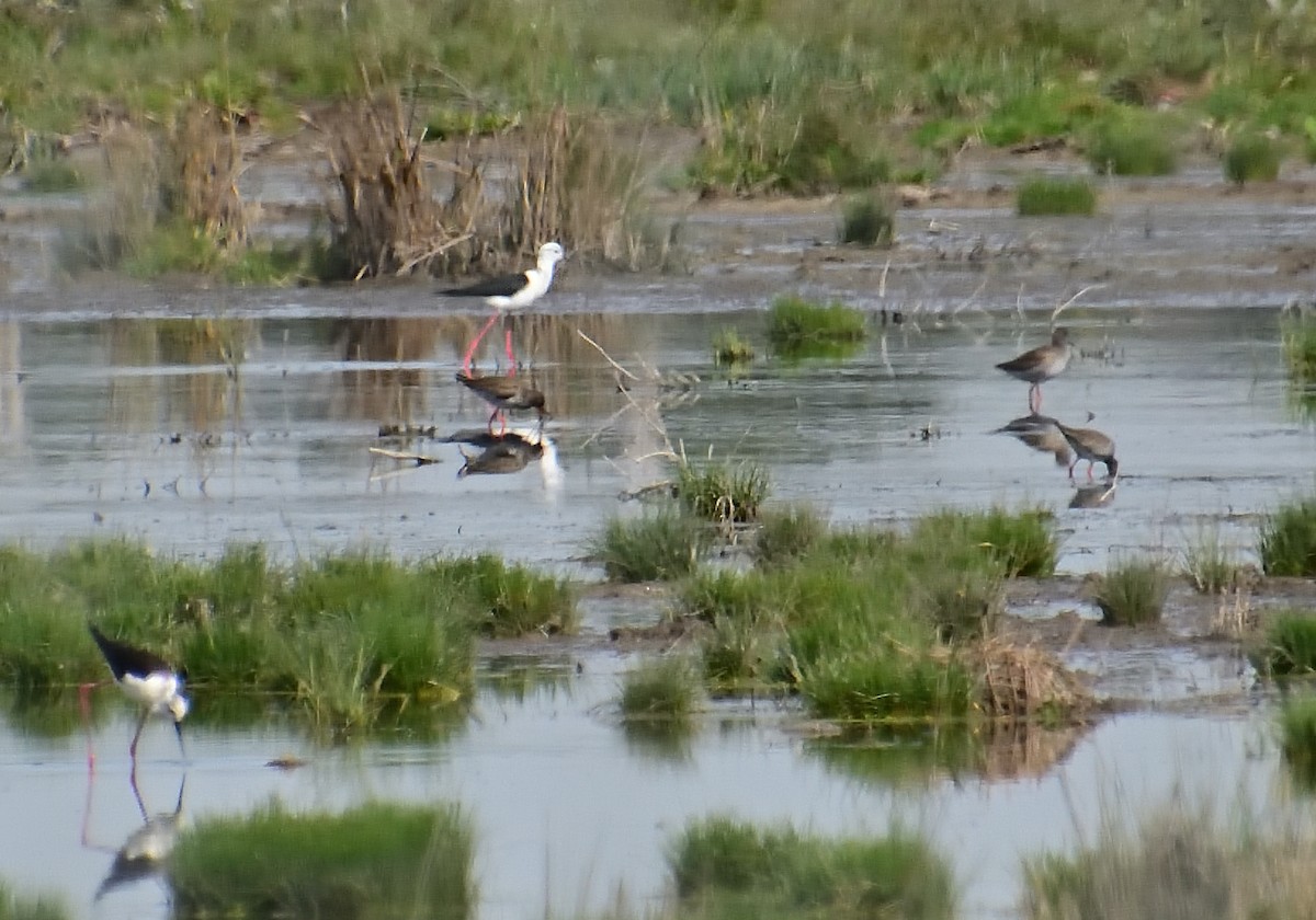 Common Redshank - ML619449181