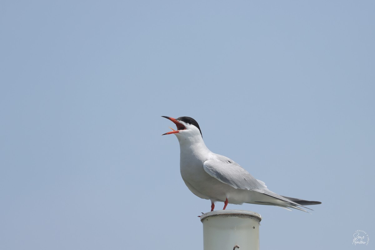 Common Tern - Serge Morneau