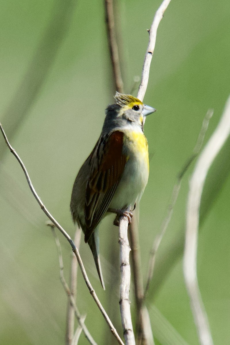 Dickcissel d'Amérique - ML619449184