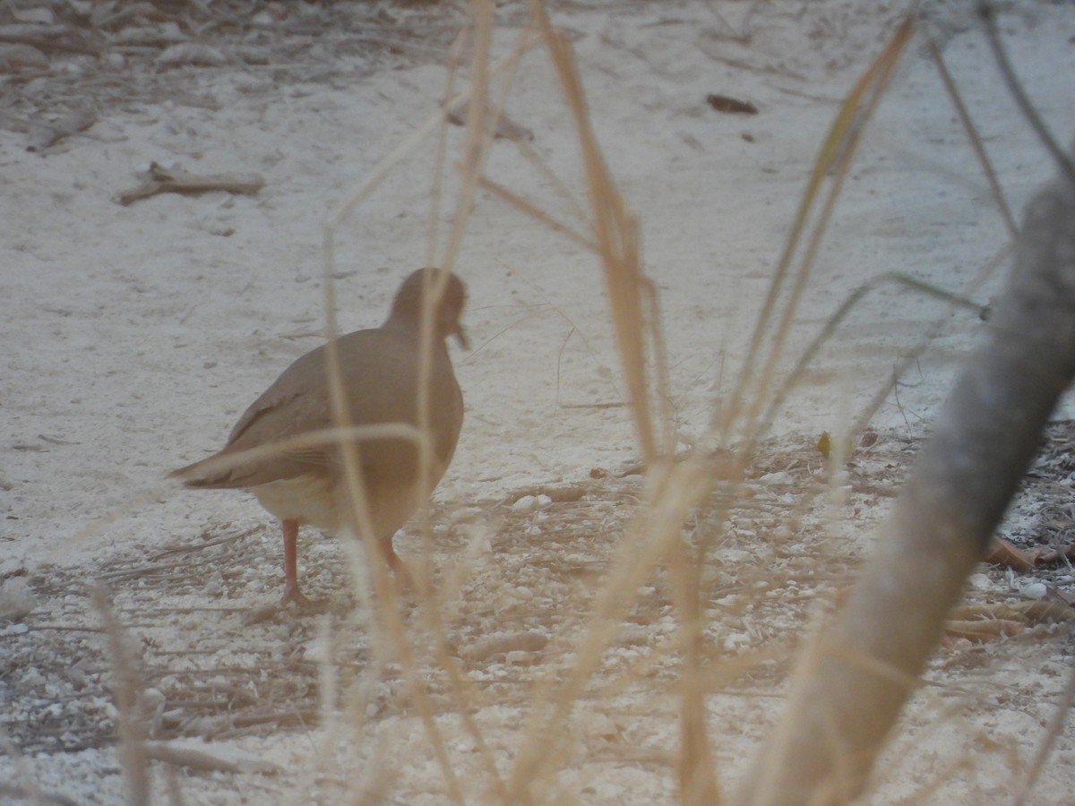 White-tipped Dove - Ecología Aves