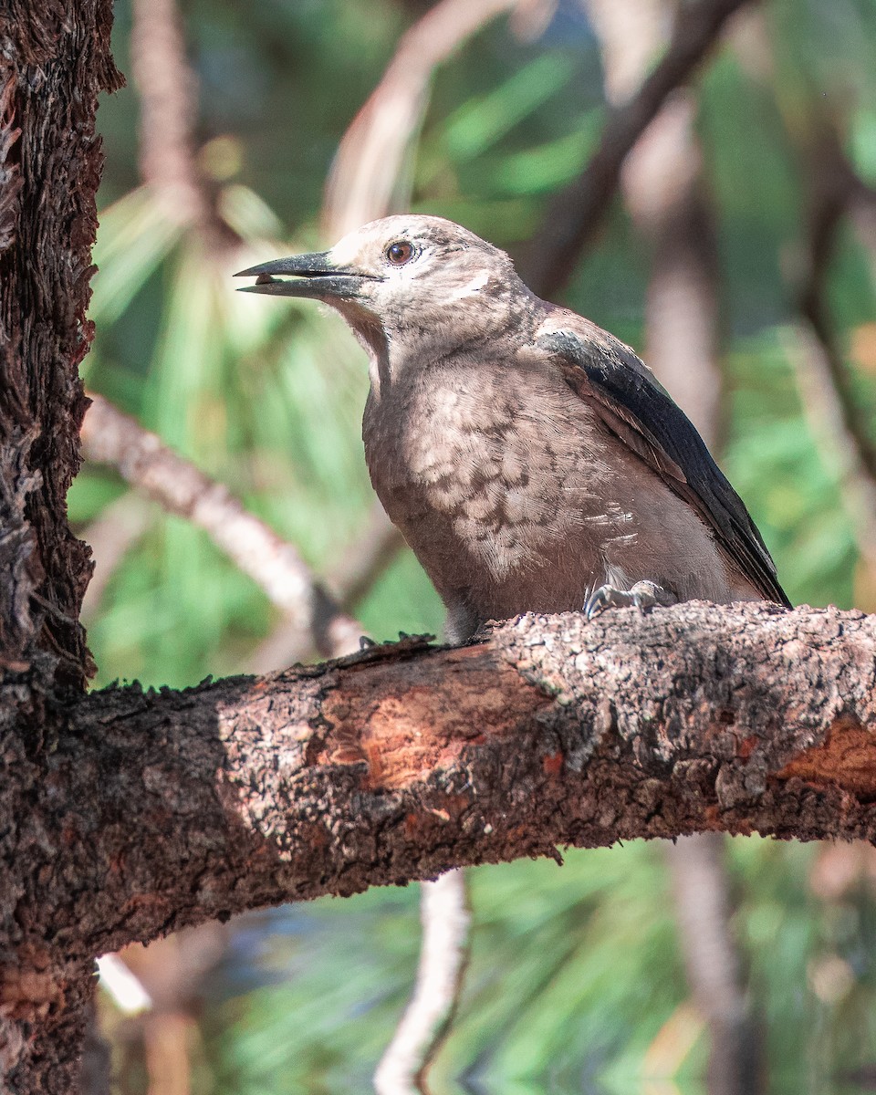 Clark's Nutcracker - Colin  Drummond