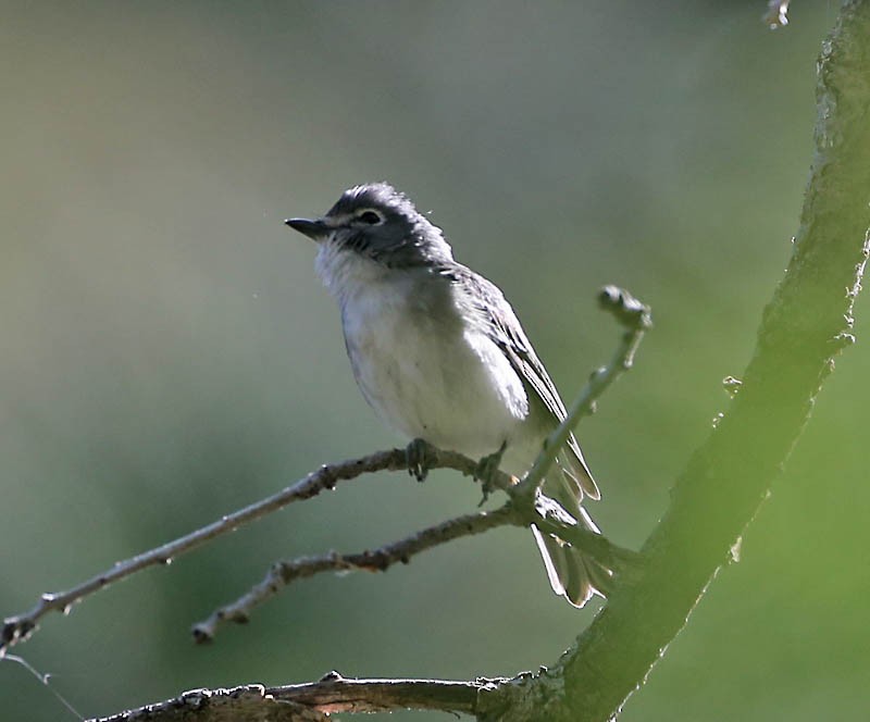 Plumbeous Vireo - ML619449207
