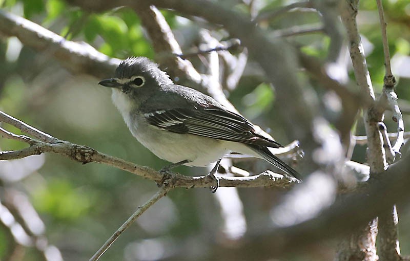 Plumbeous Vireo - Michael Walther