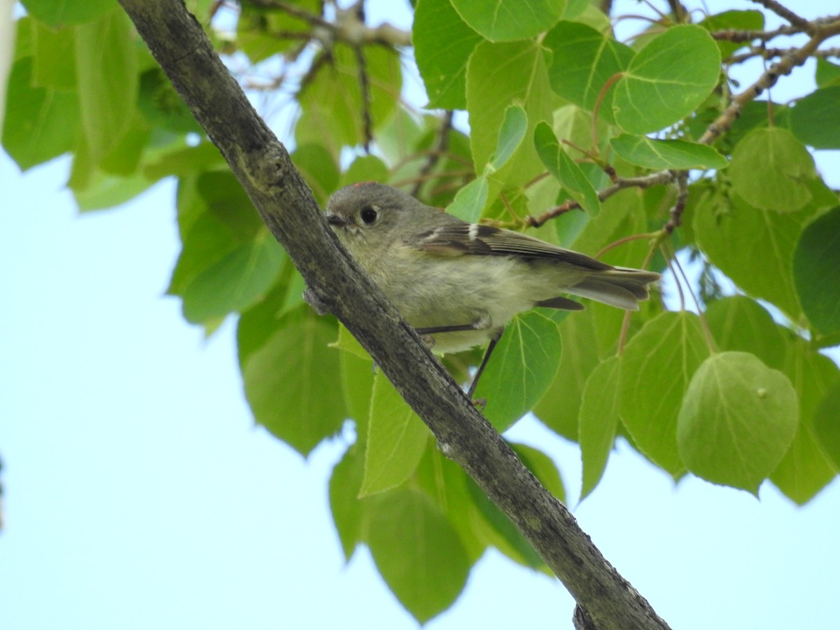 Ruby-crowned Kinglet - ML61944921