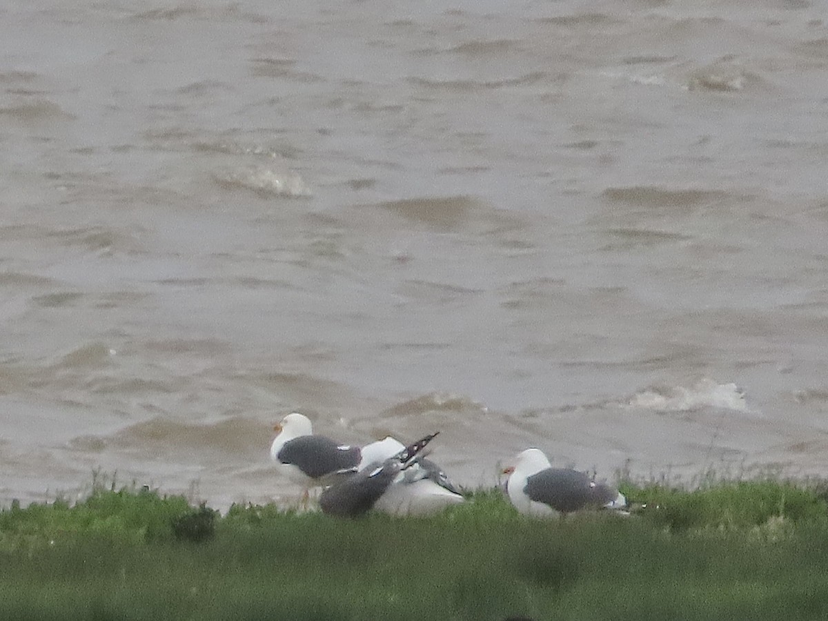 Lesser Black-backed Gull - christopher stuart elmer