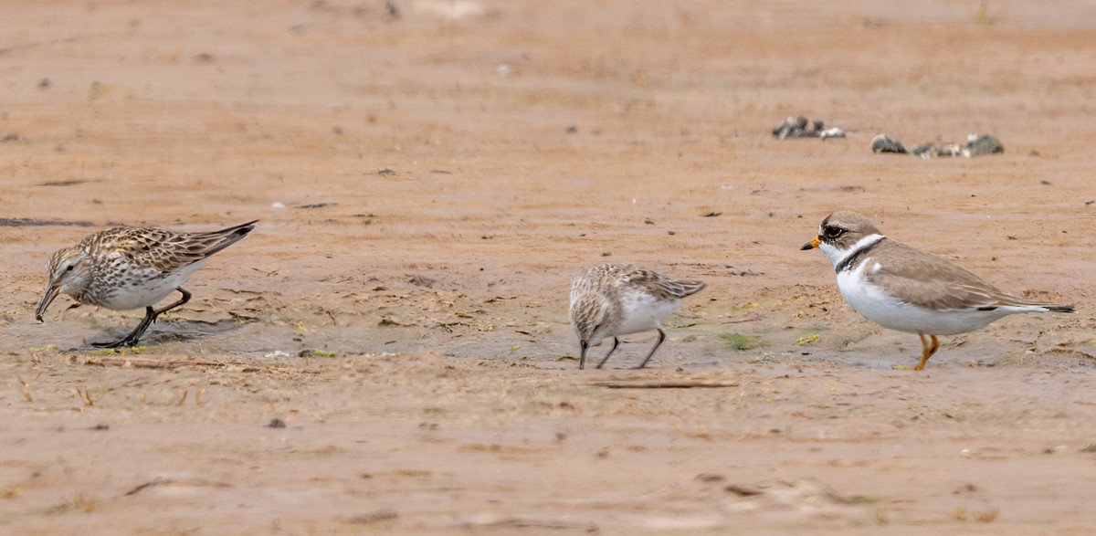 Semipalmated Plover - Jim Carroll