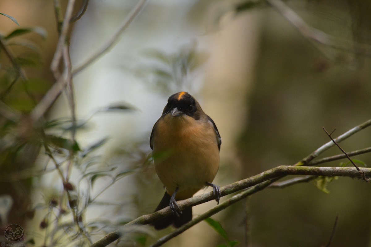 Black-goggled Tanager - Dante Gabriel Moresco