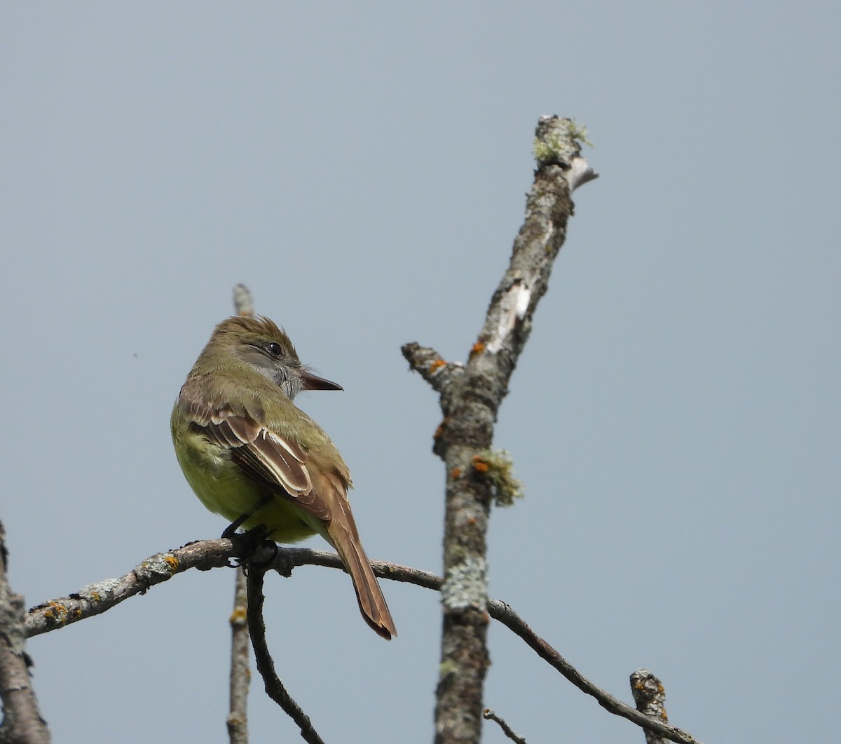 Great Crested Flycatcher - Ginny Umiker