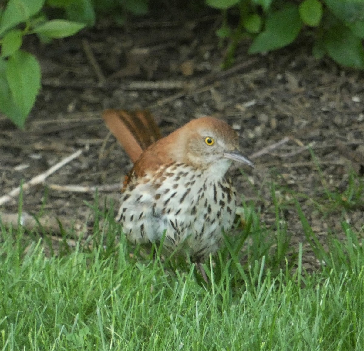 Brown Thrasher - Lily Higgins