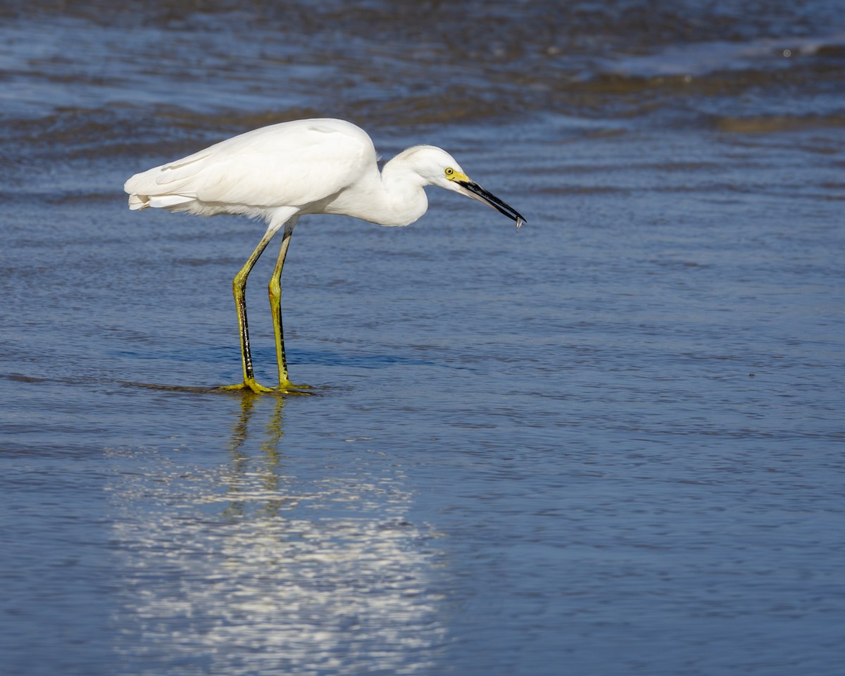 Snowy Egret - ML619449249