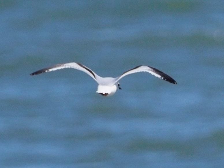 Mouette pygmée - ML619449254