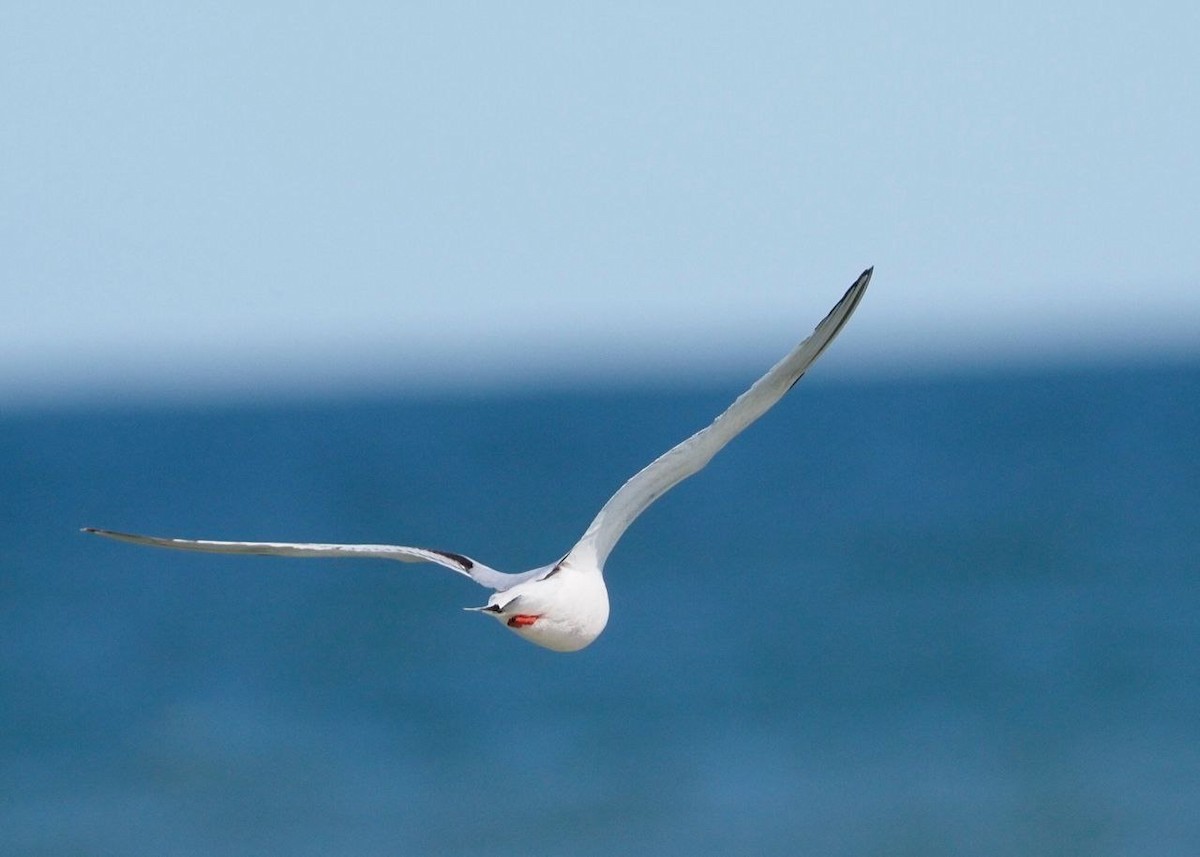 Mouette pygmée - ML619449255