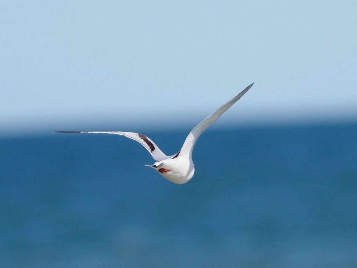 Mouette pygmée - ML619449256