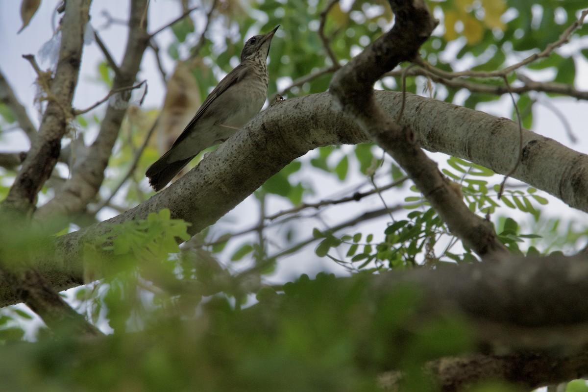 Gray-cheeked Thrush - Jose Antonio R Pasos Perez