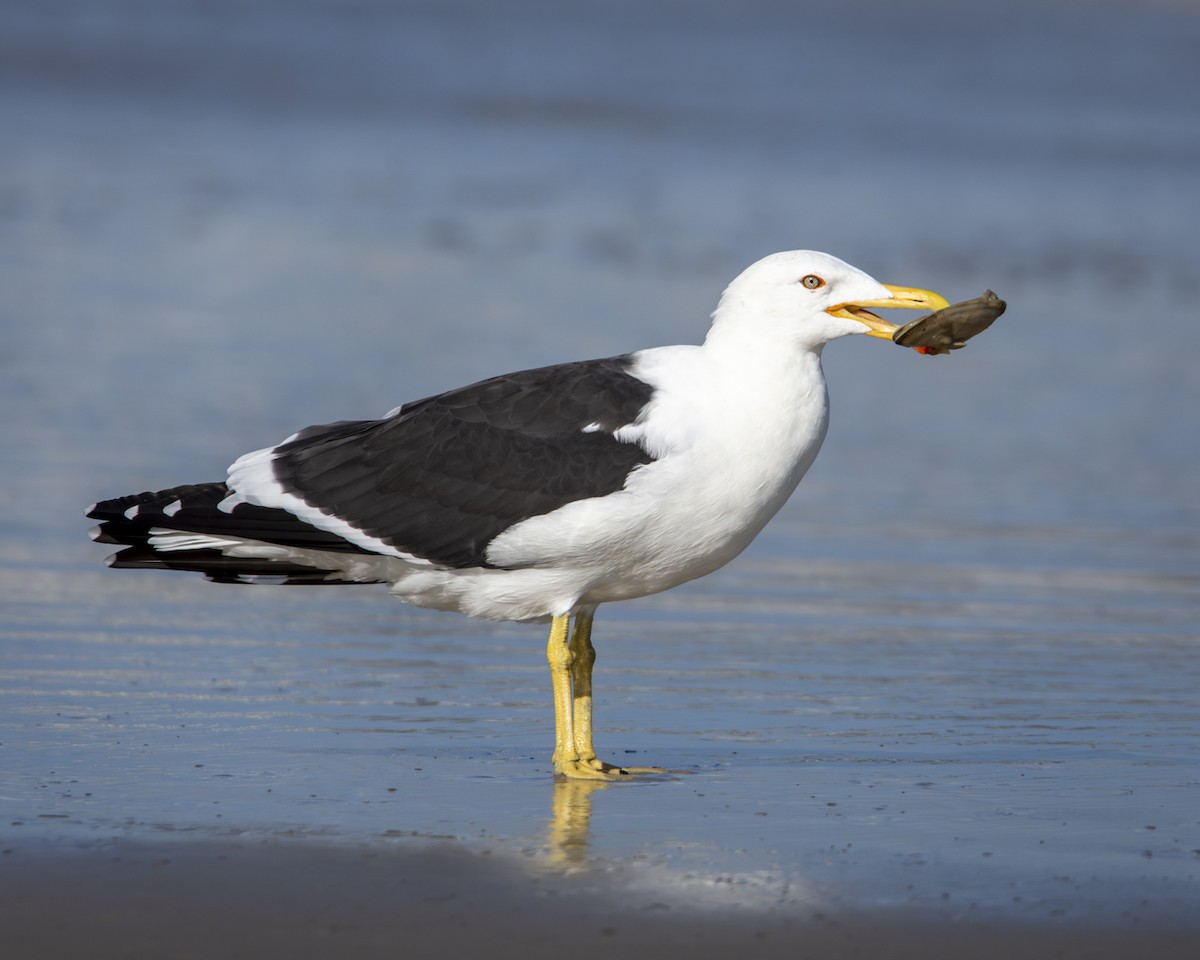 Kelp Gull - Caio Osoegawa