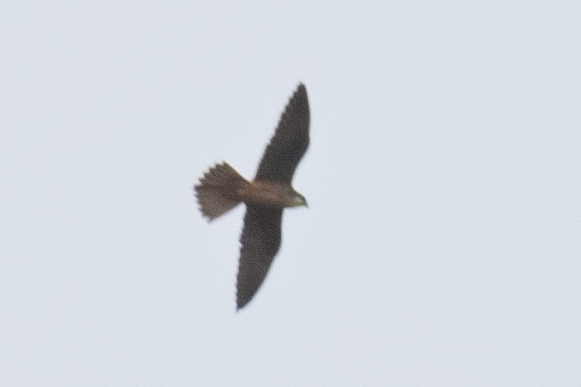 Eleonora's Falcon - ML619449268