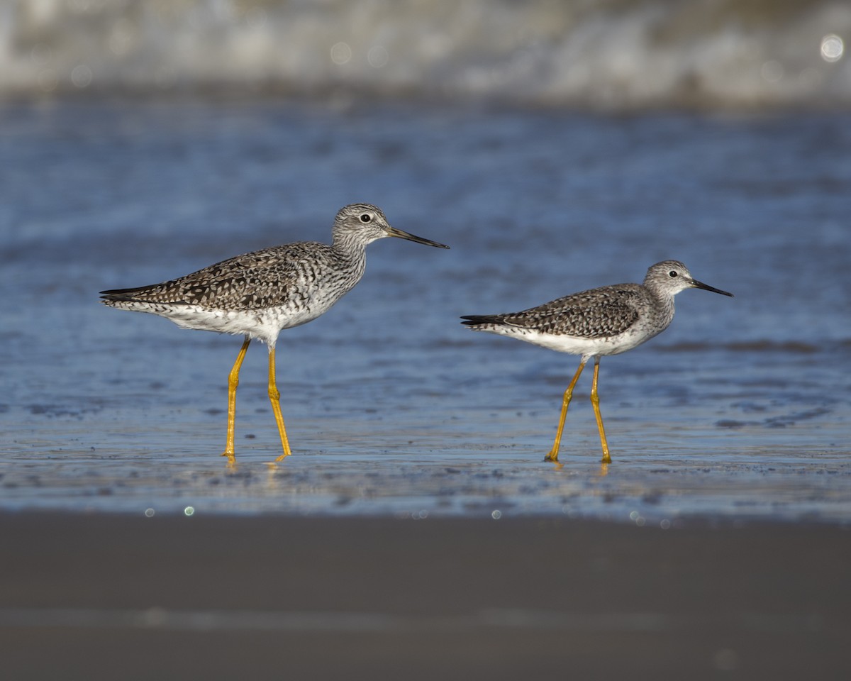 Lesser/Greater Yellowlegs - Caio Osoegawa