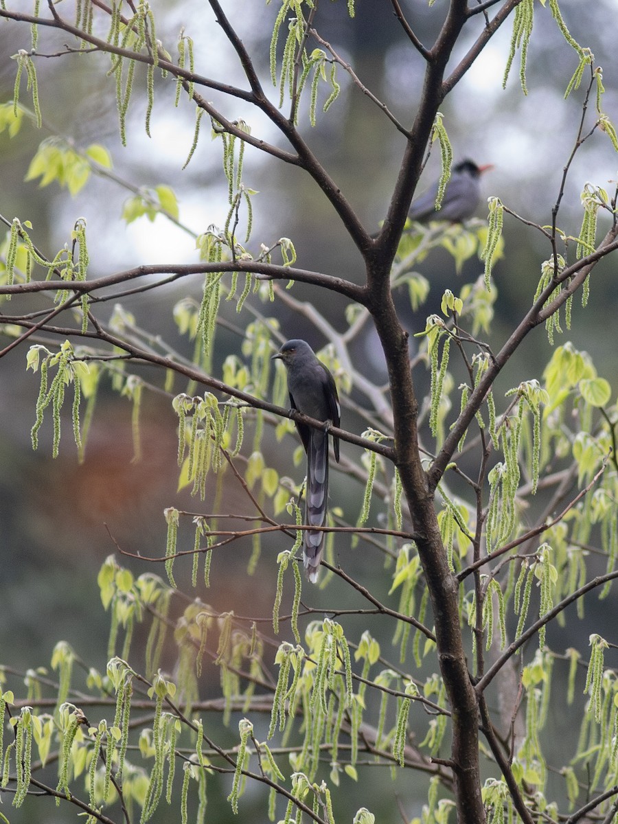 Long-tailed Sibia - Zsombor Károlyi