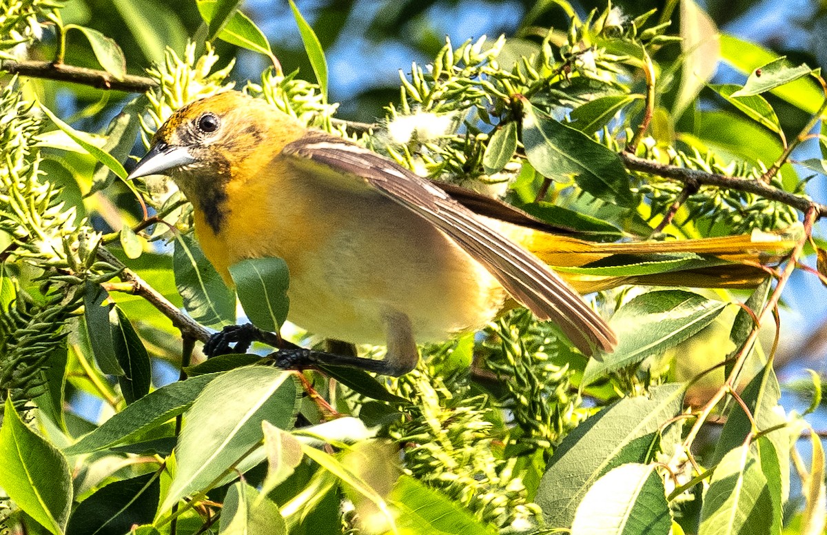 Baltimore Oriole - Lynn Chapman